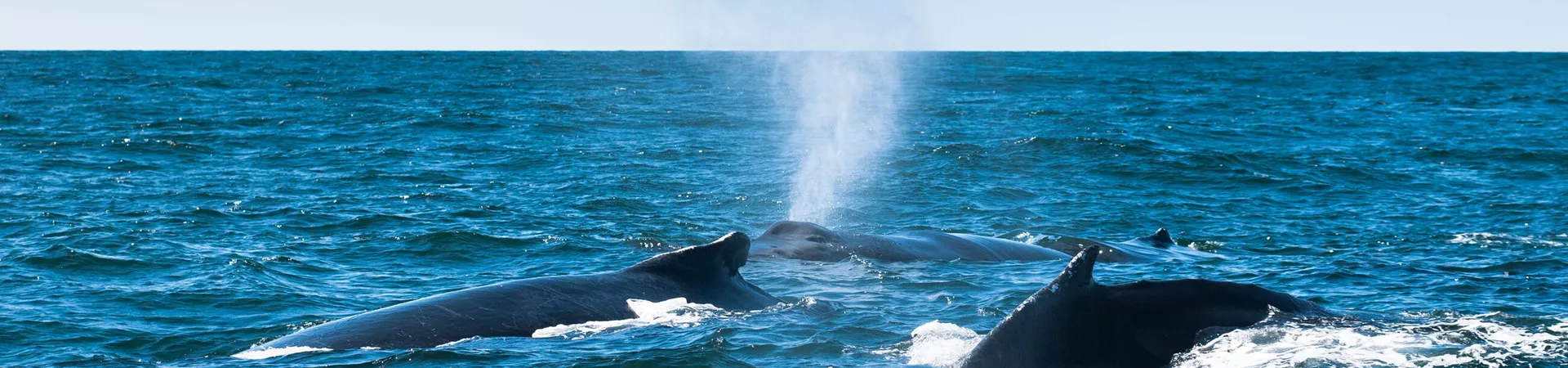 Three humpback whales swimming of the coast of New Brunswick, Canada