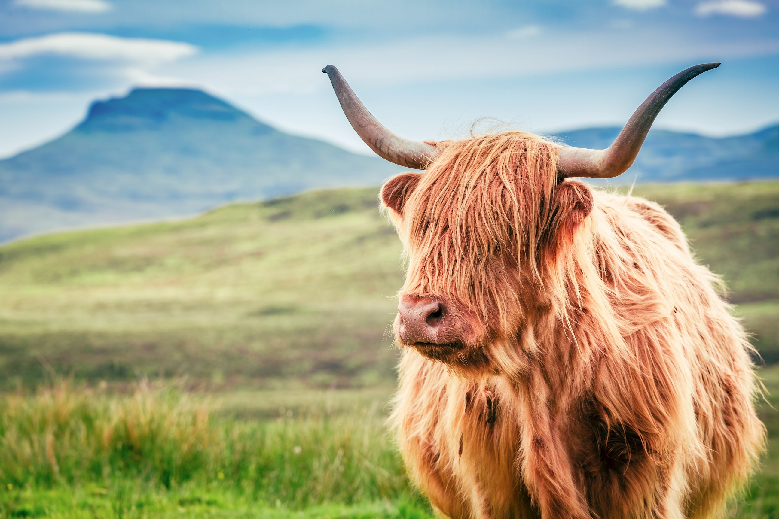 highland-cow-west-highlands-scotland.jpg