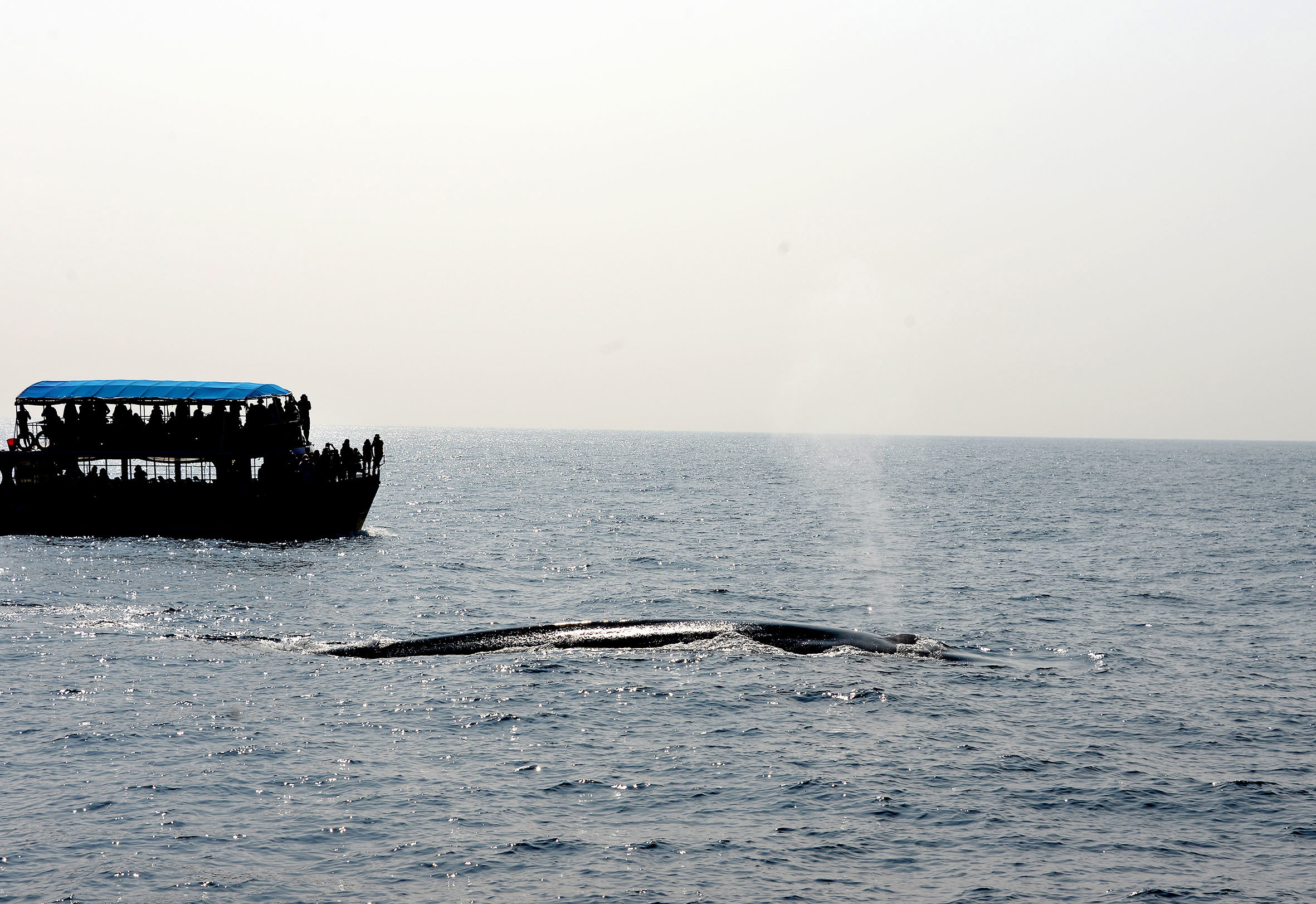 Blue whale swimming with a tour boat in the background in the South Indian Ocean