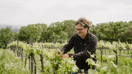Large Tua Vienna Cobenzl Winery Mtm Host 2