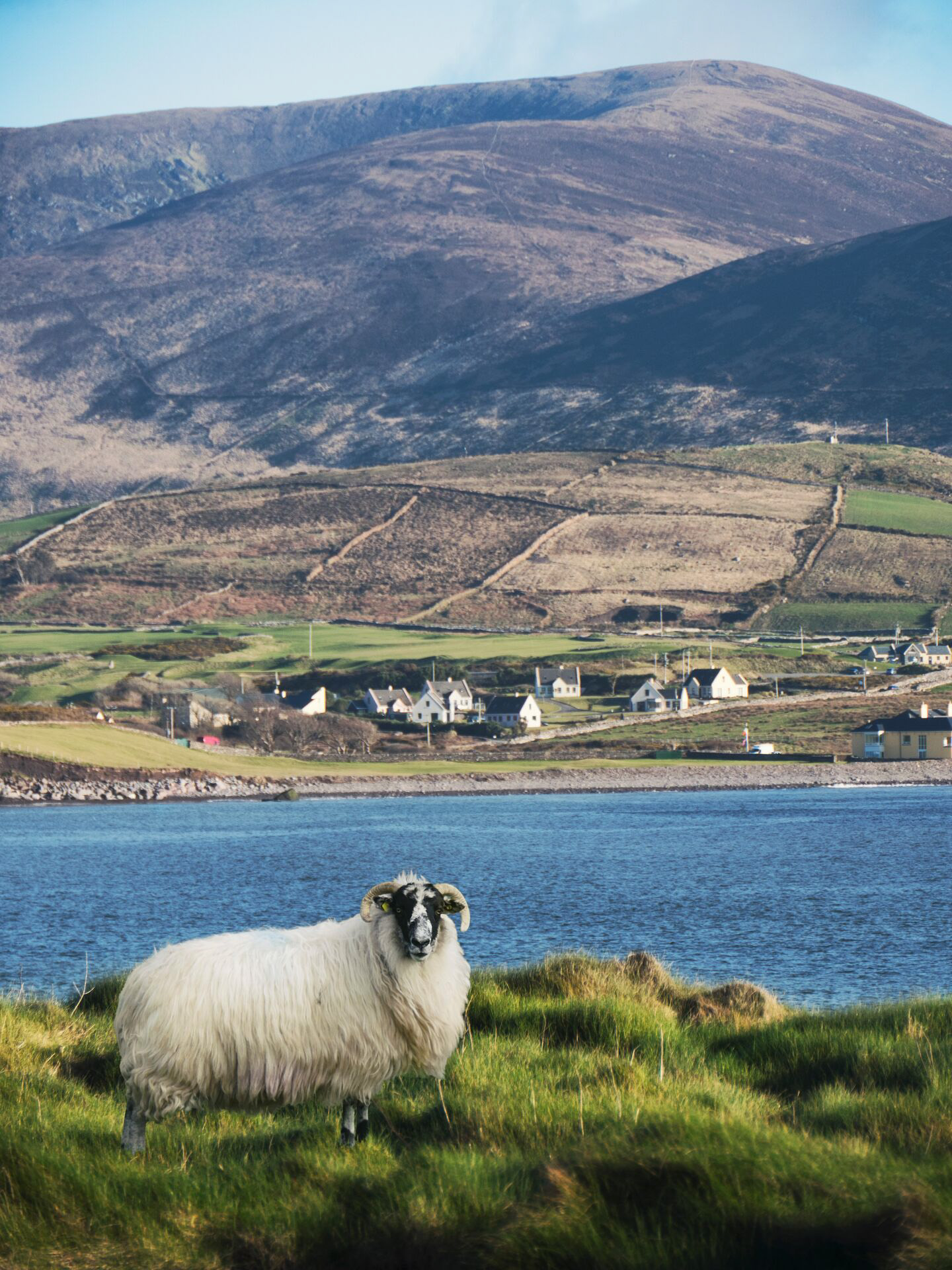 Sheep standing on a grassy hill nearby village, river and mountains in Ireland