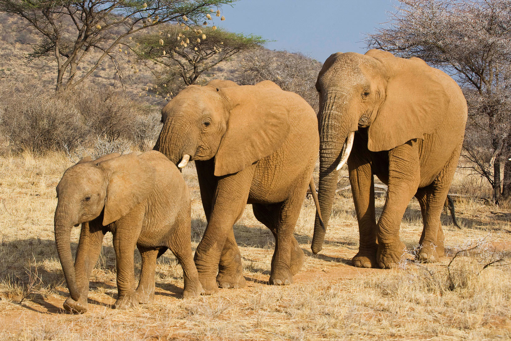 onto-samburu-national-reserve-samburu-kenya.jpg