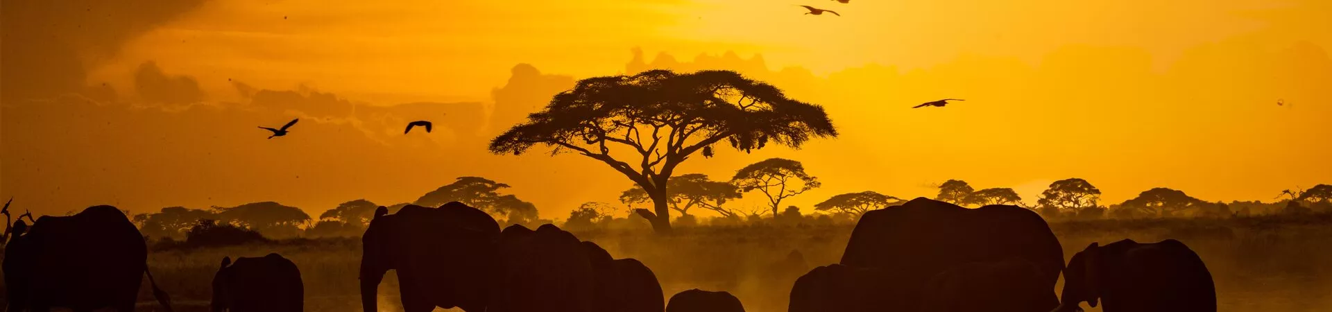 A herd of elephants walking in the evening