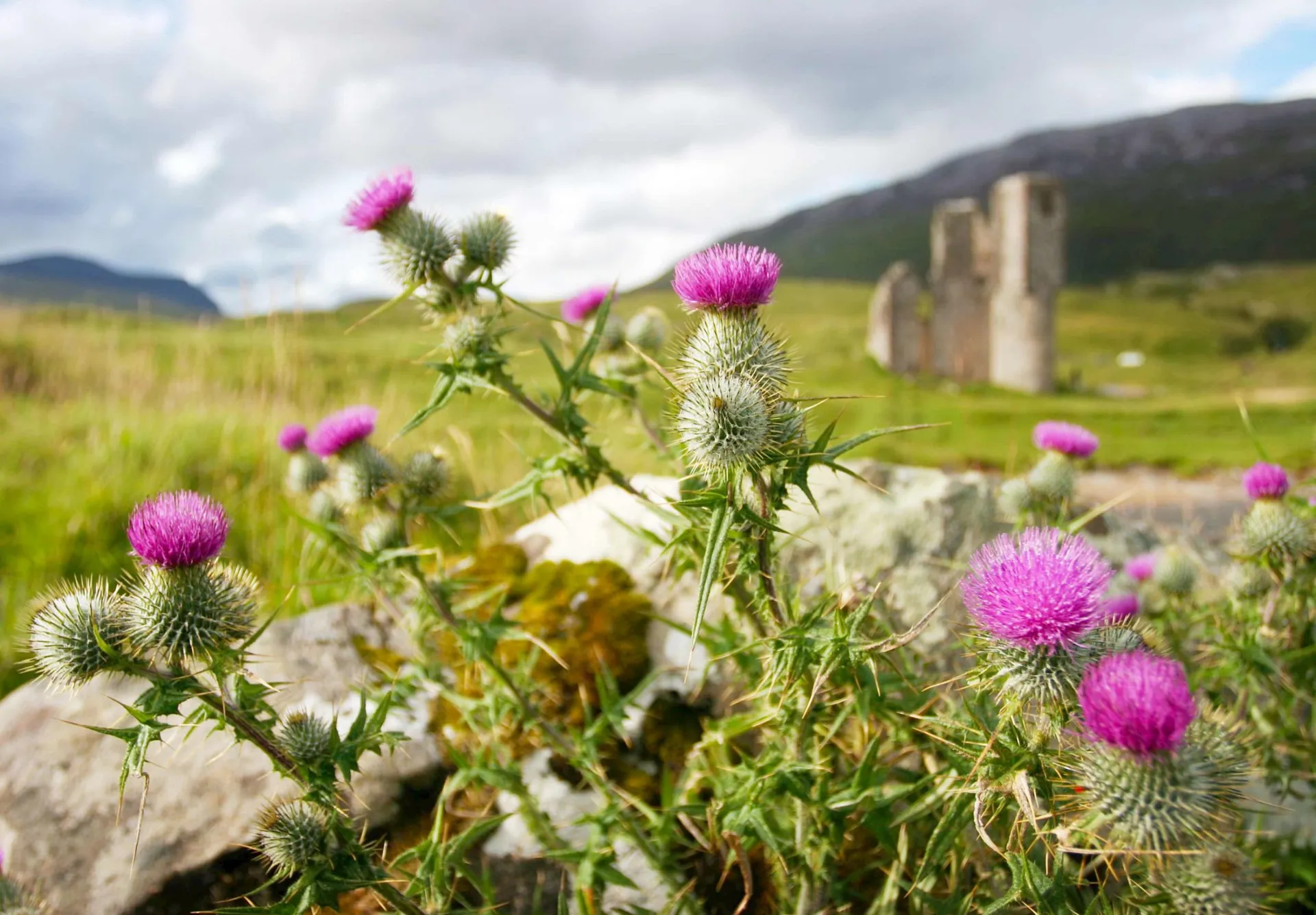 Scottish Thistles on a meadow in Highlands