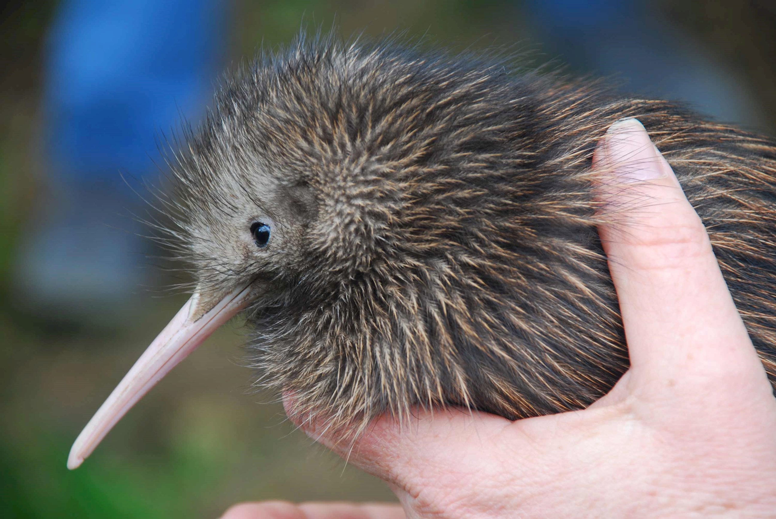 visit-national-kiwi-hatchery-aotearoa-rotorua-new-zealand.jpg