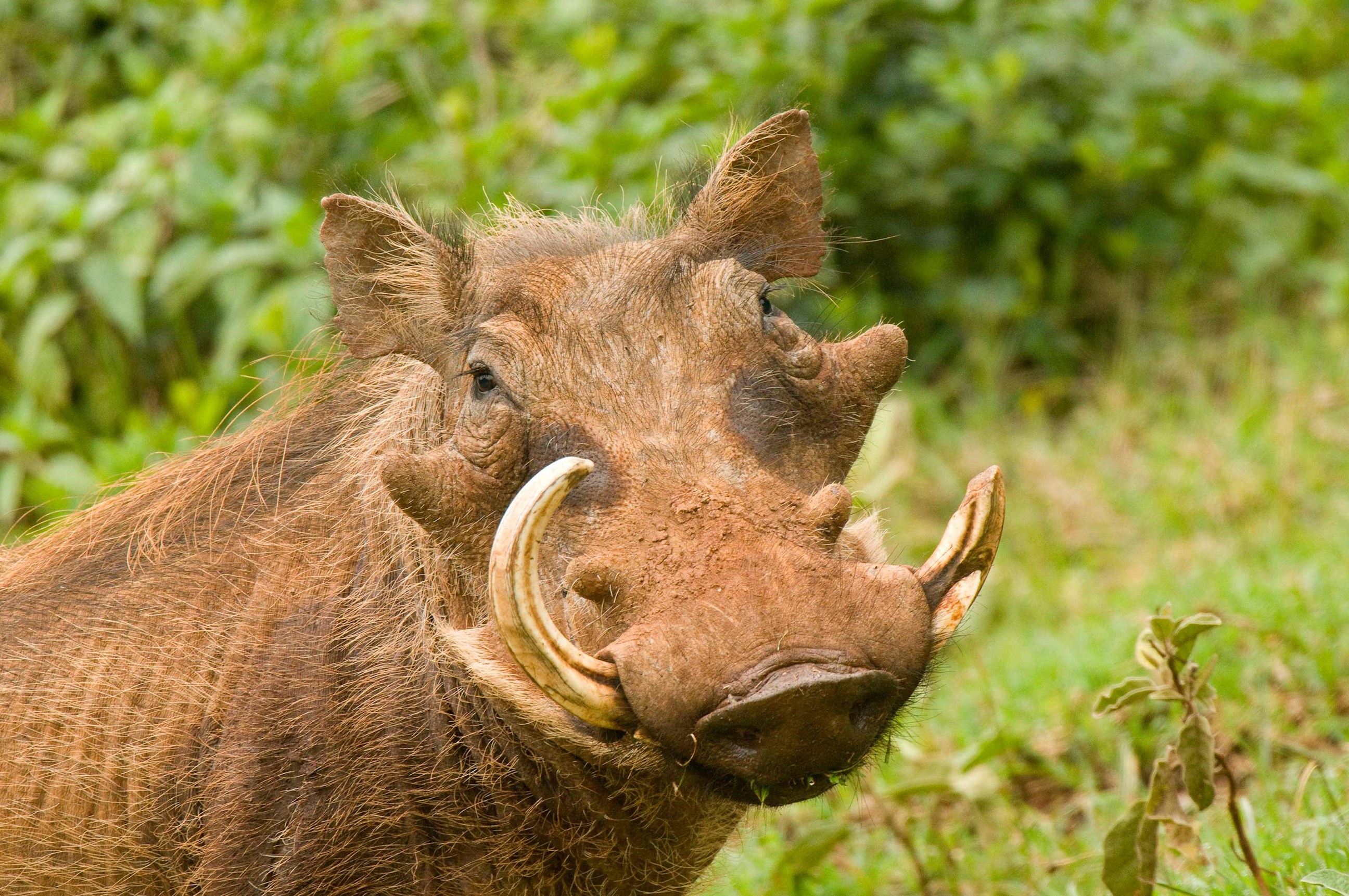 game-drive-aberdare-national-parks-kenya.jpg