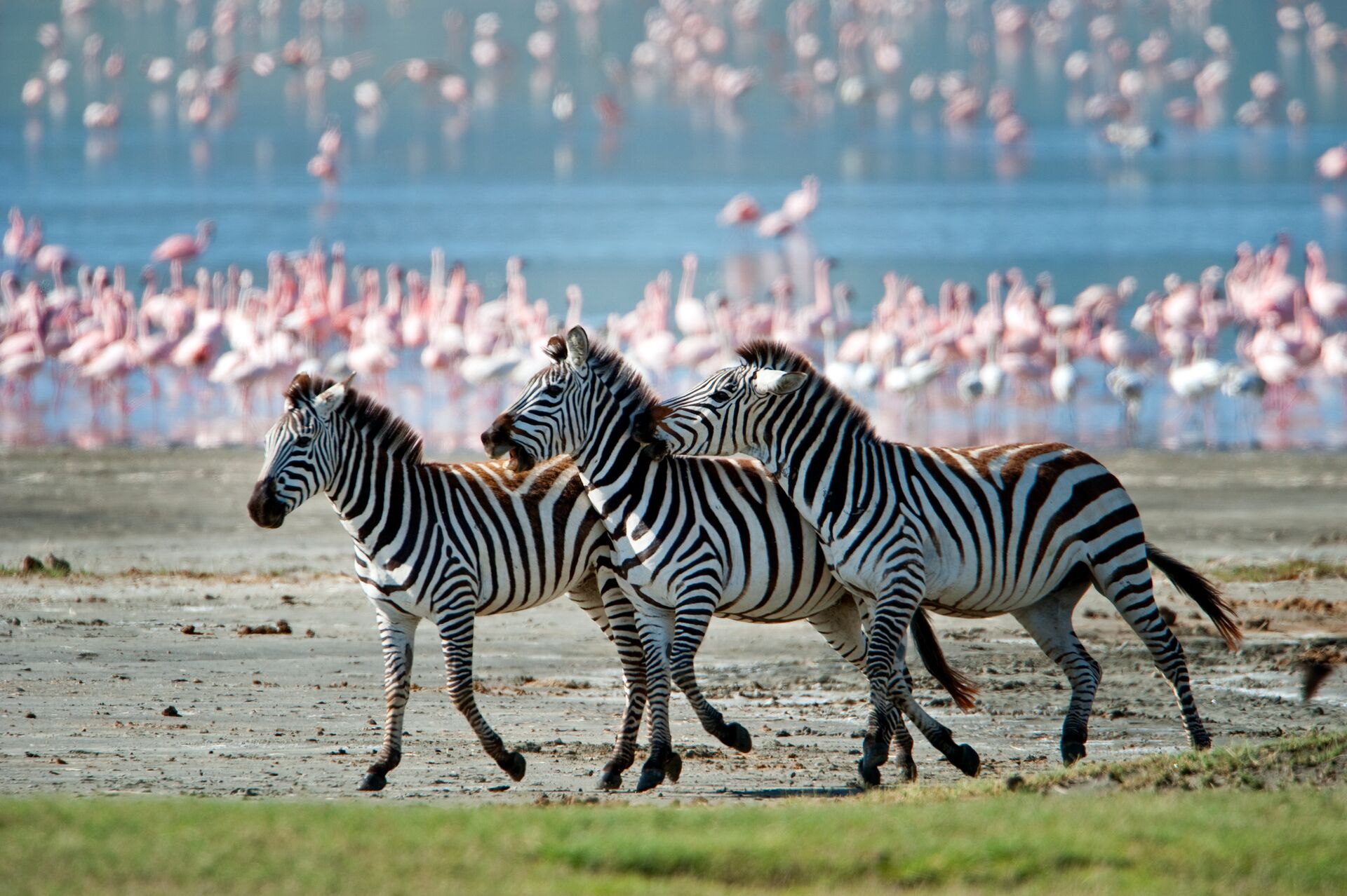 Three zebras running in front of flock of pink flamingos 