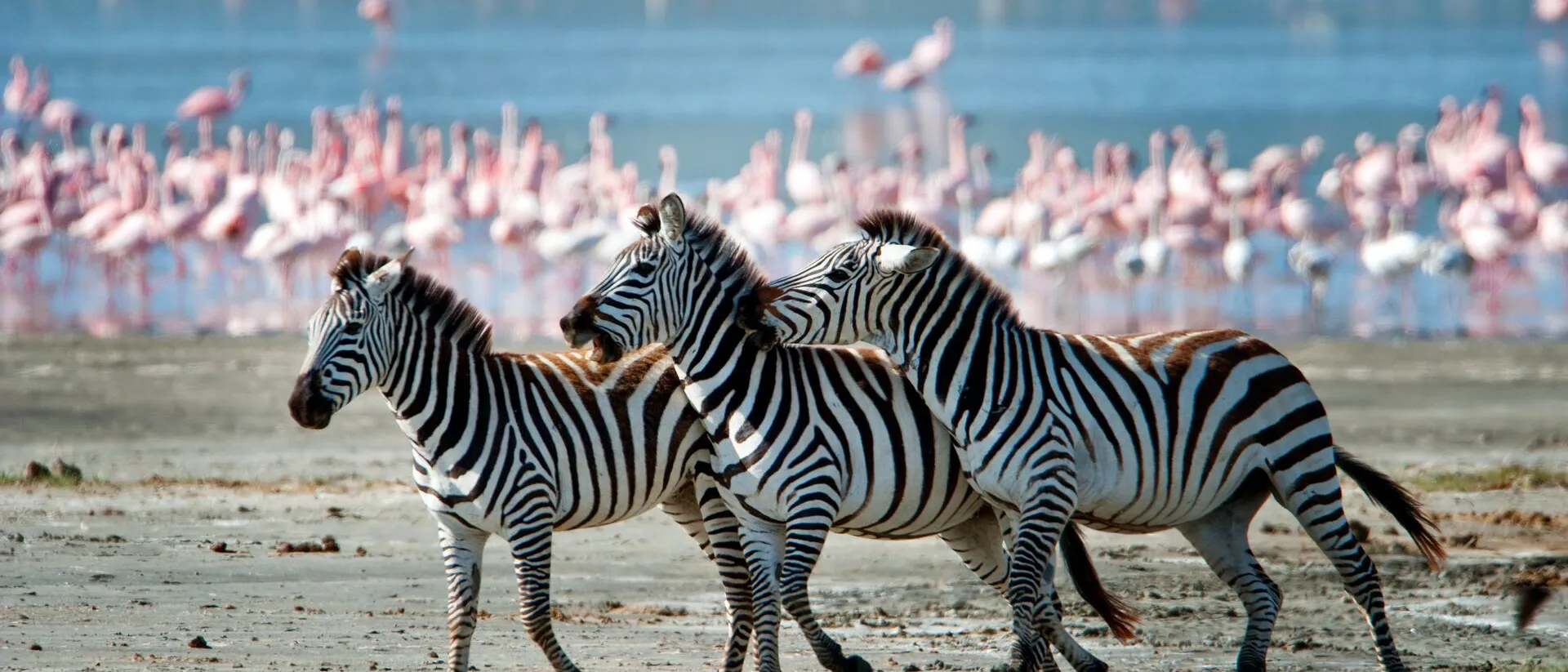 Three zebras running in front of flock of pink flamingos