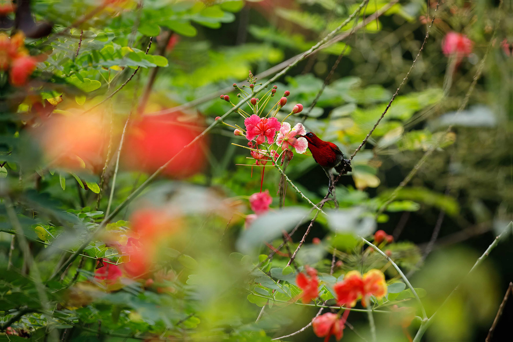 sunbird-kabili-sepilok-forest-reserve-sabah-malaysia.jpg