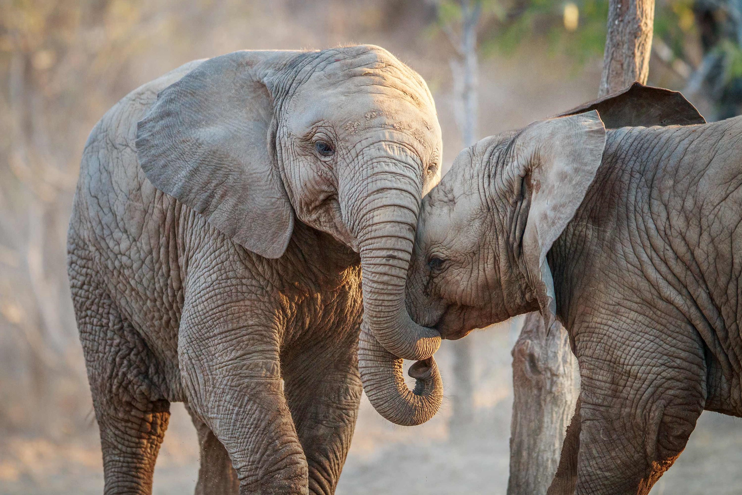 elephants-karongwe-private-game-reserve-south-africa.jpg