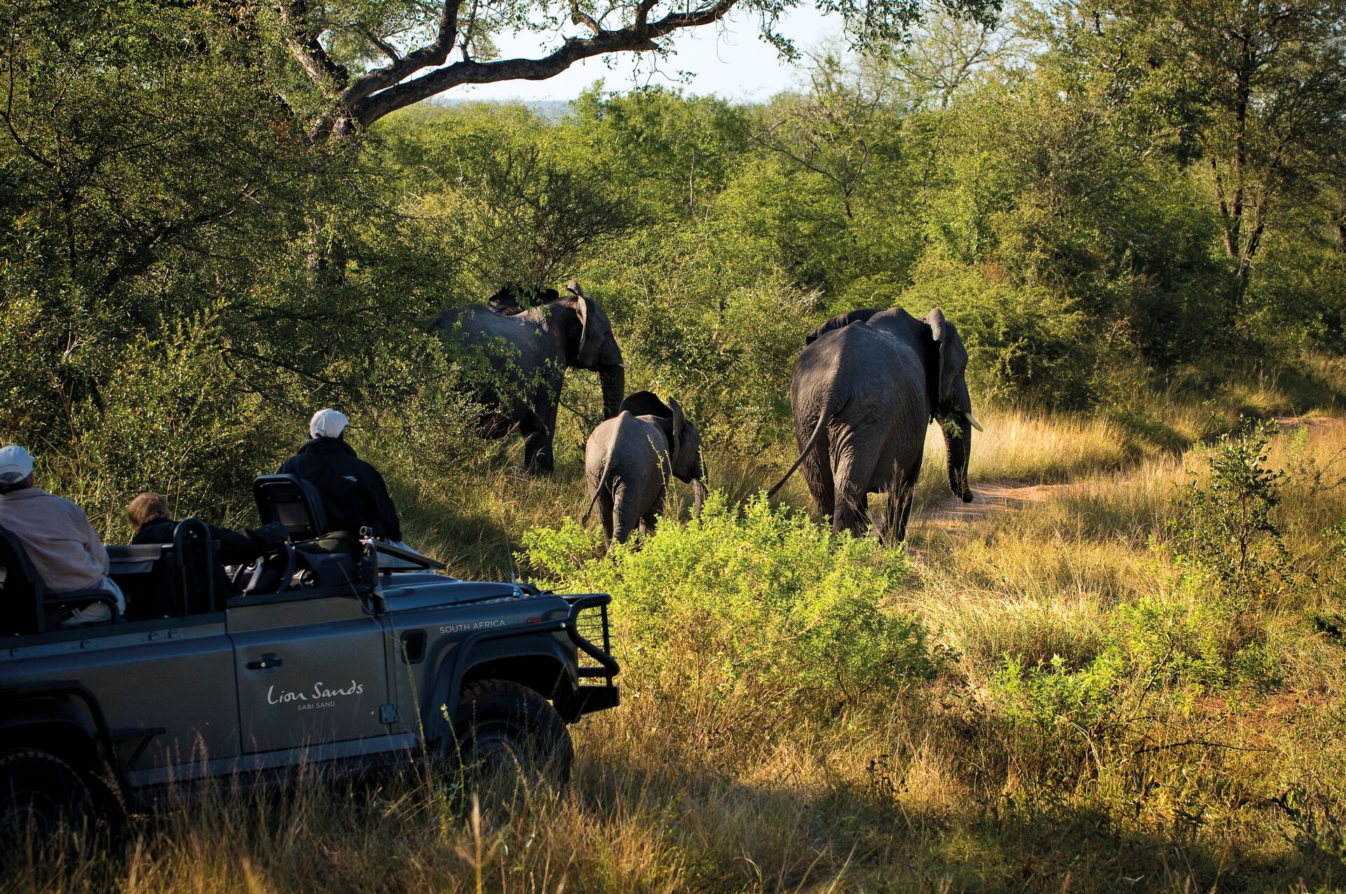 Elephants as seen from a Jeep during a Safari in South Africa
