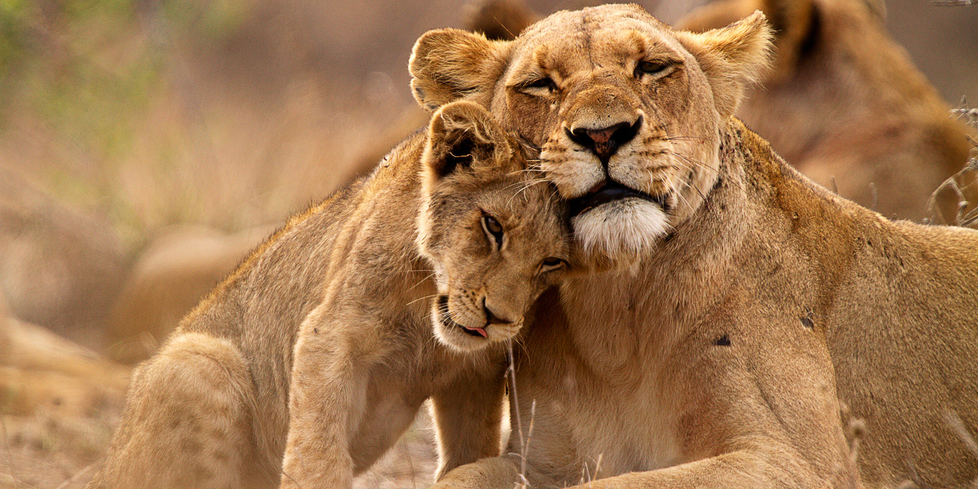 A lioness and her cub resting together