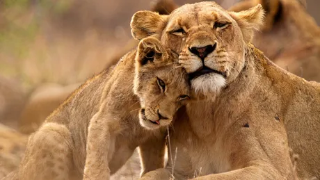 A lioness and her cub resting together