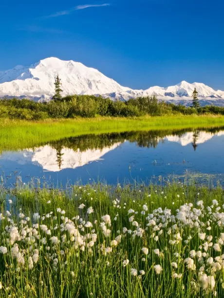 Denali National Park and Preserve A lake surrounded by a lush green field