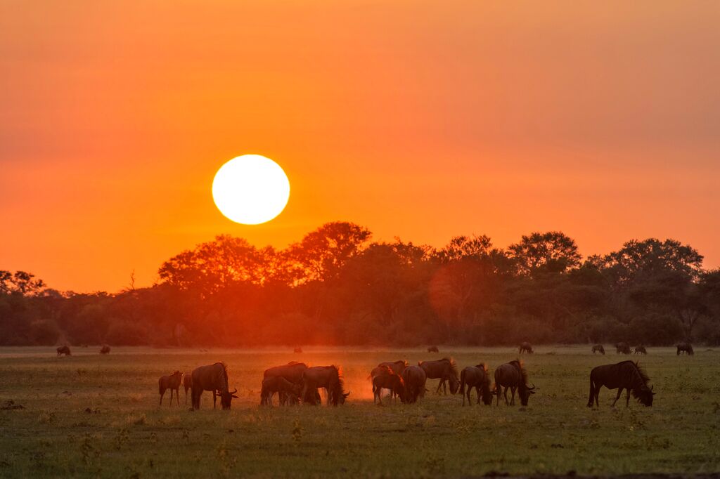 African Safari at Sunset