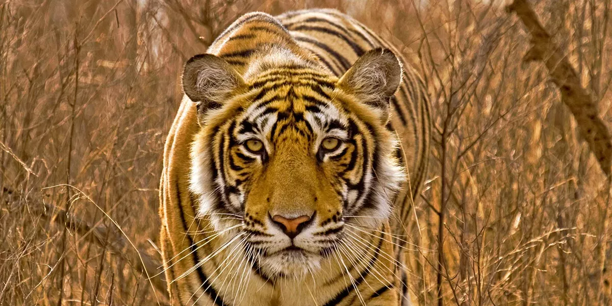 Golden Triangle and the Tigers of Ranthambore Guided Tour