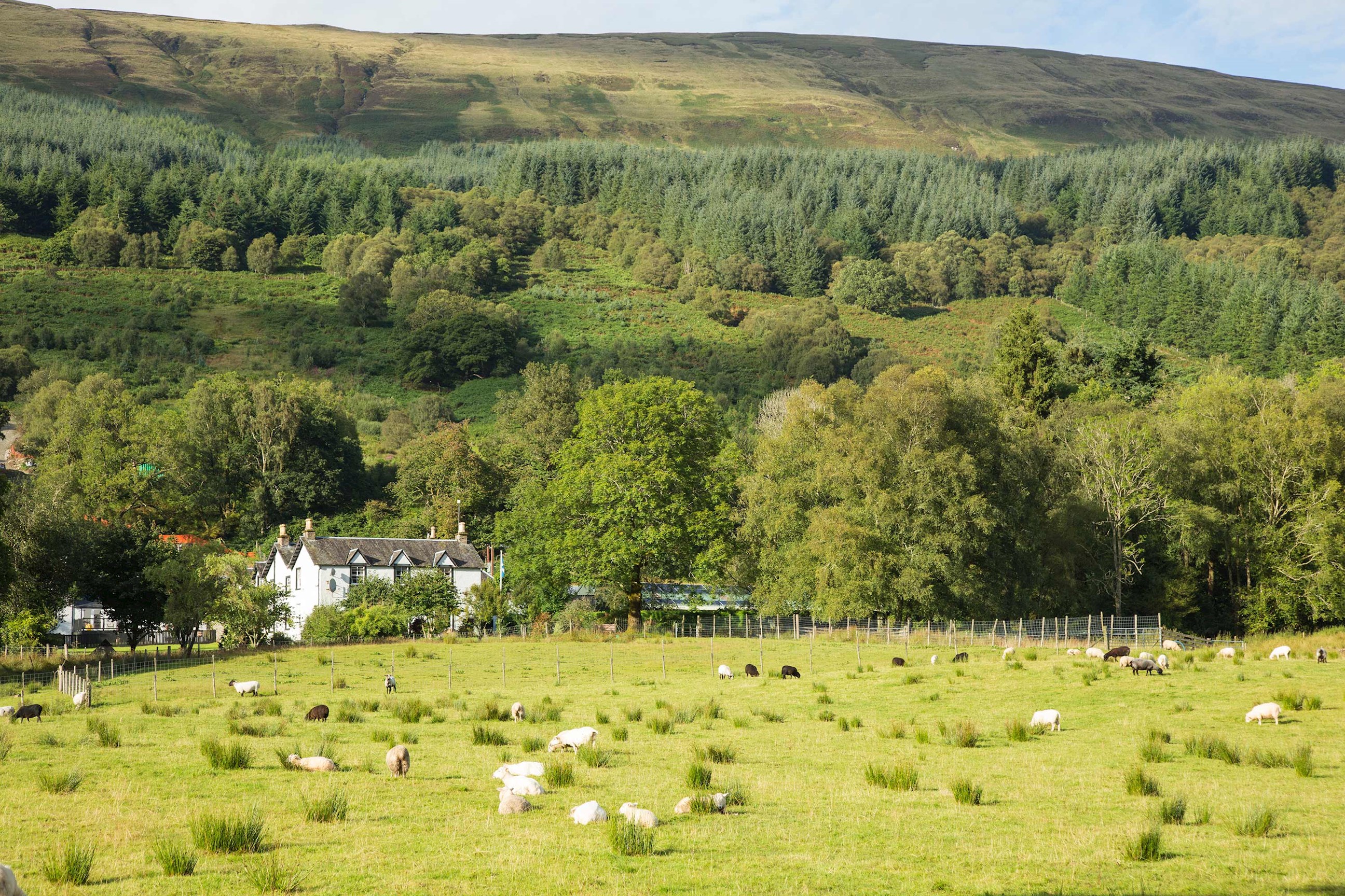 A scenic view of a Scottish sheep landscape