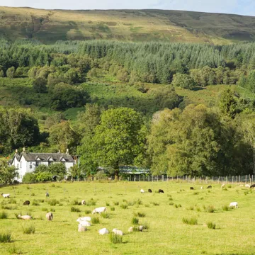 A scenic view of a Scottish sheep landscape