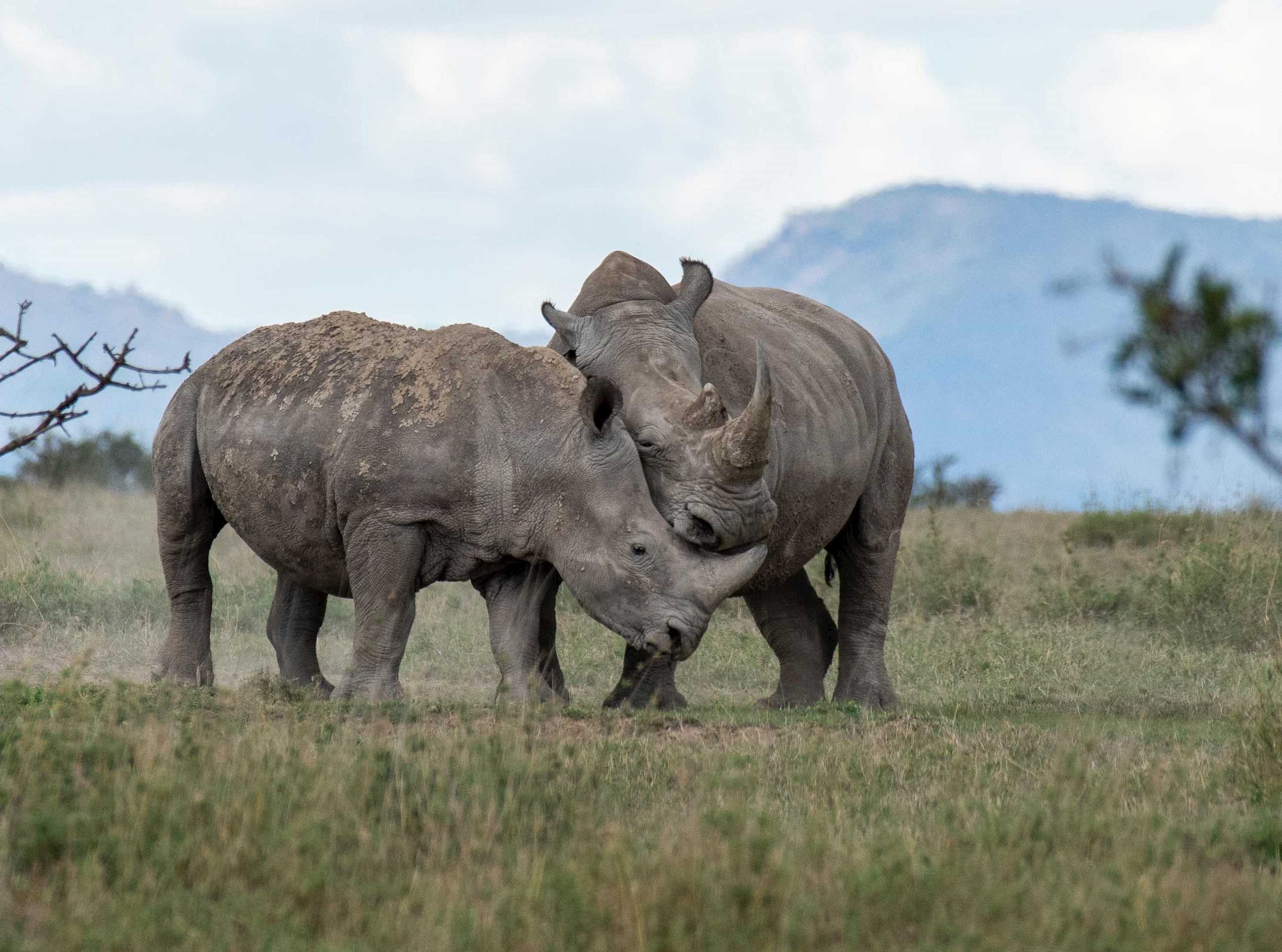 Sideview of rhinos on grassy field against sky, Ol Pejeta Conservancy, Kenya 