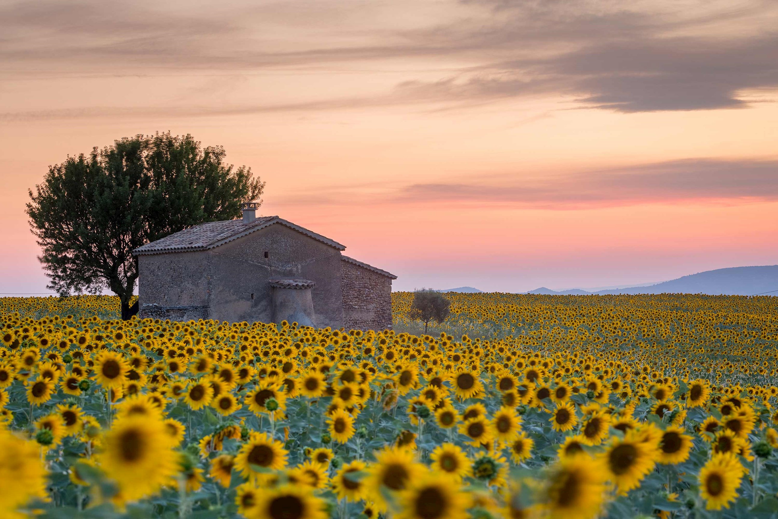Sunflowers in Provence, France