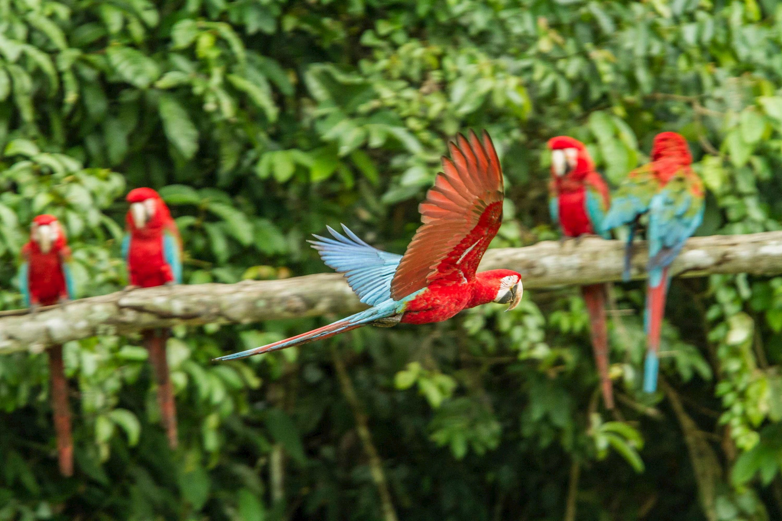 macaw-puerto-maldonado-peru.jpg