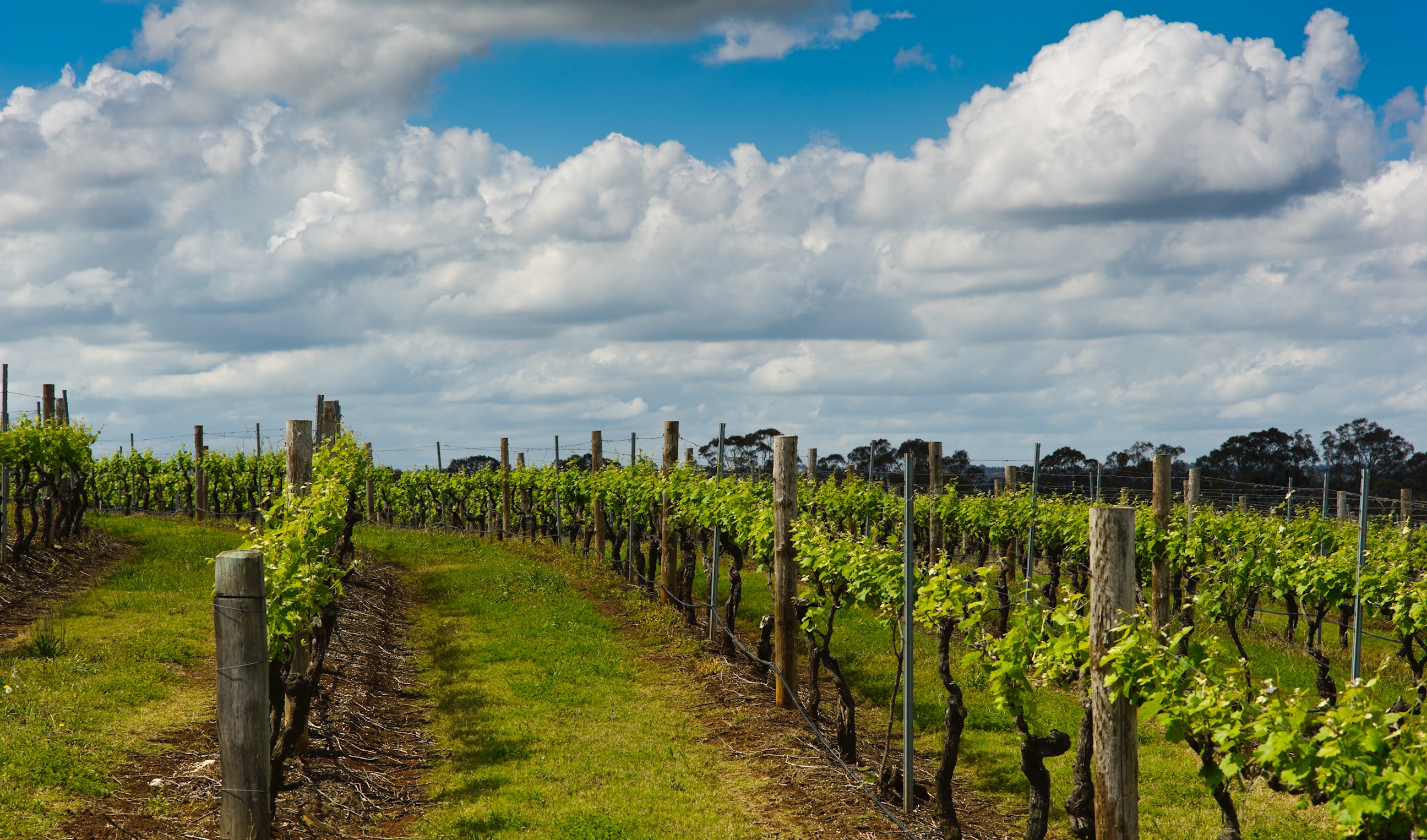 47_vineyards-seattle-usa.jpg