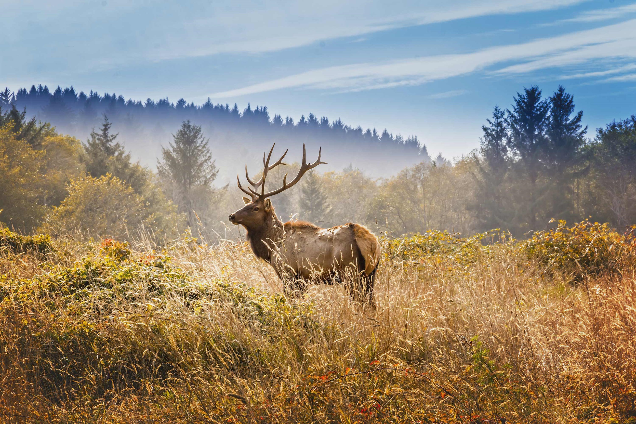 elk-yosemite-national-park-usa.jpg