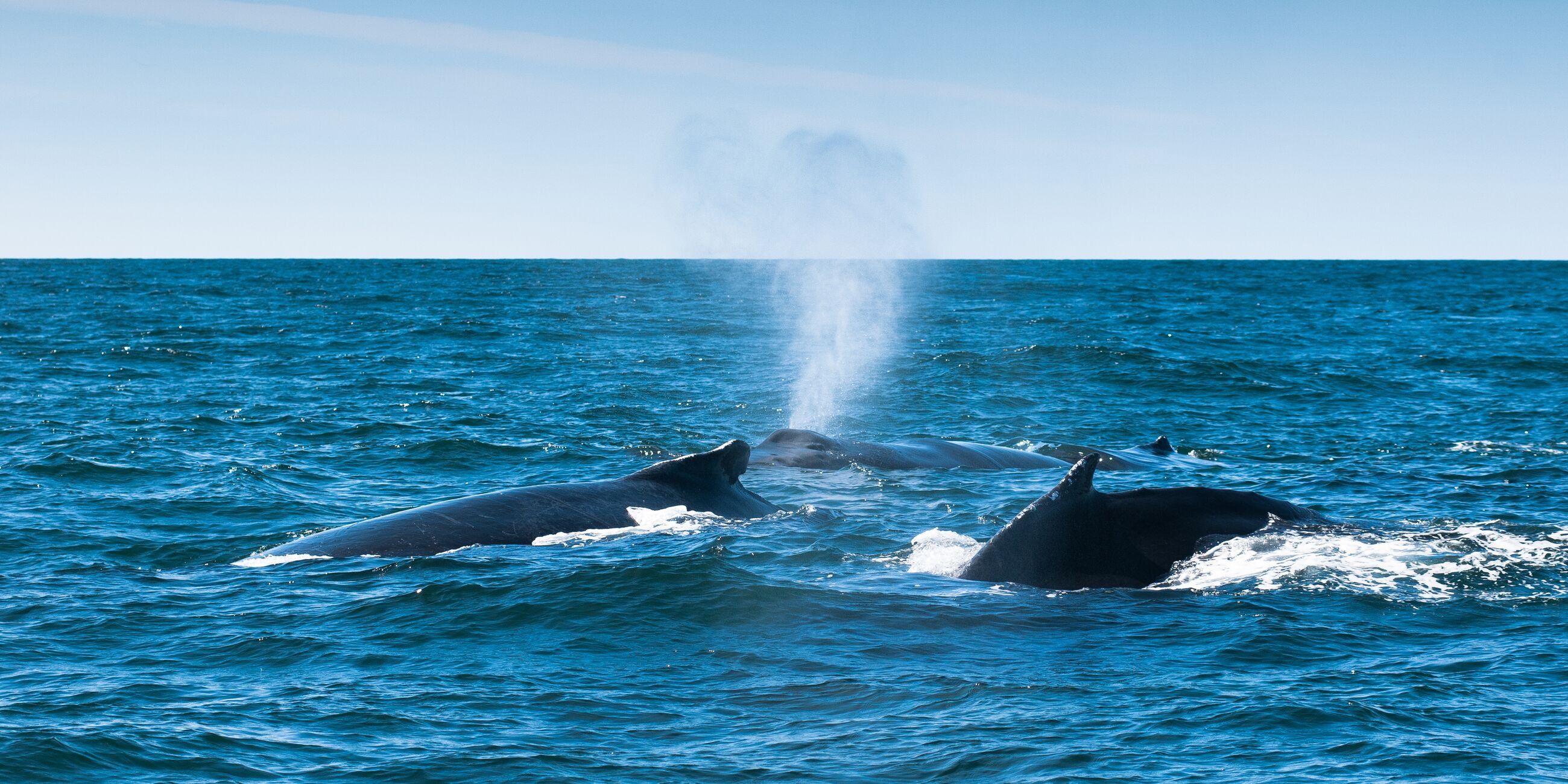 Three Humpback Whales Megaptera Novaeangliae Grand Manan New Brunswick Canada