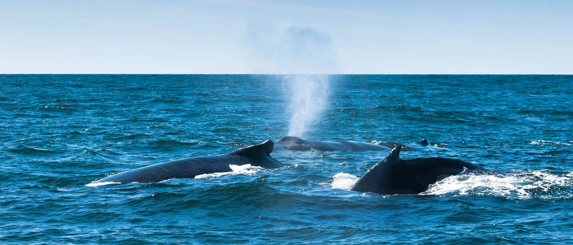 Three Humpback Whales Megaptera Novaeangliae Grand Manan New Brunswick Canada