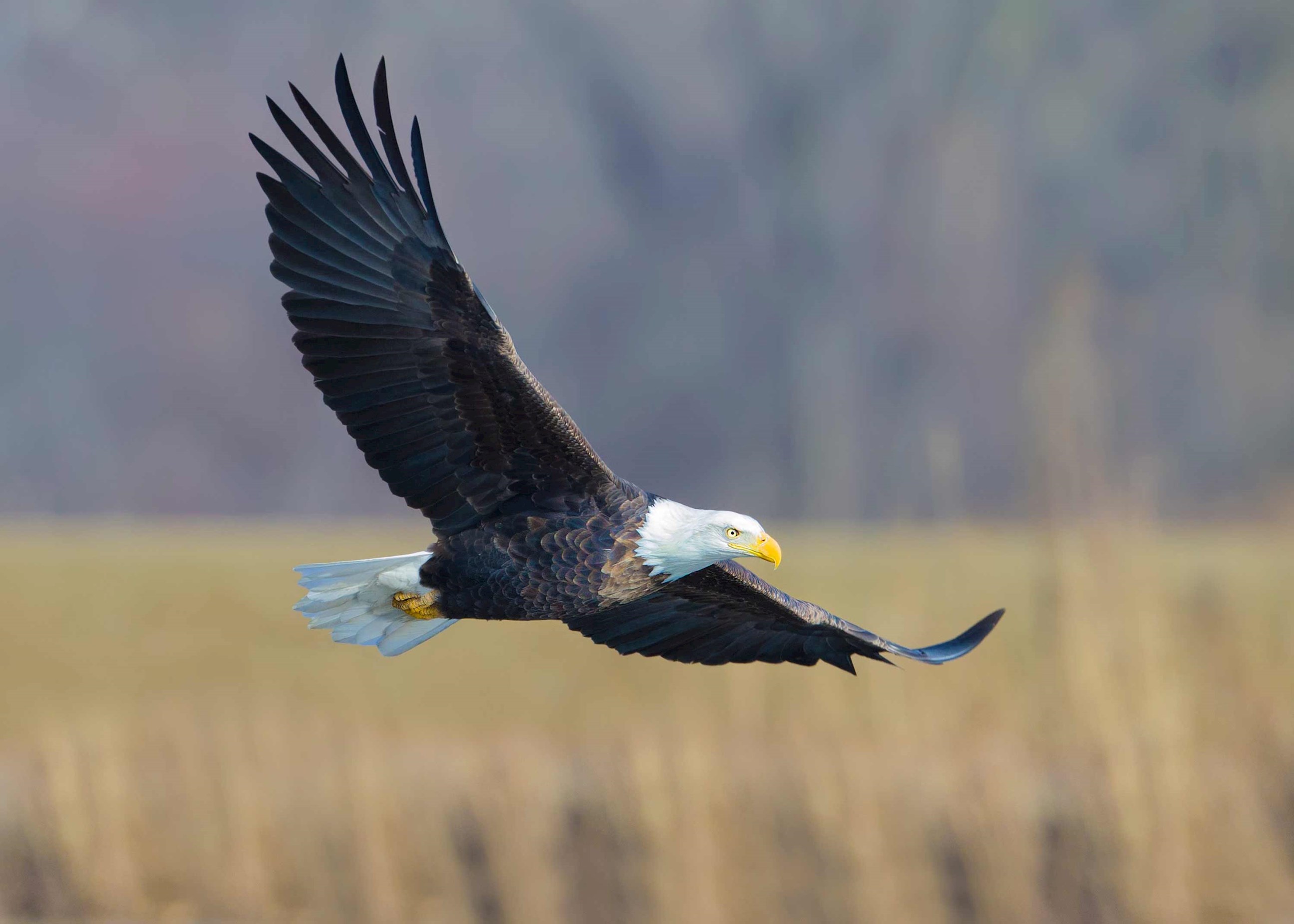 bald-eagle-colorado-national-monument-usa.jpg