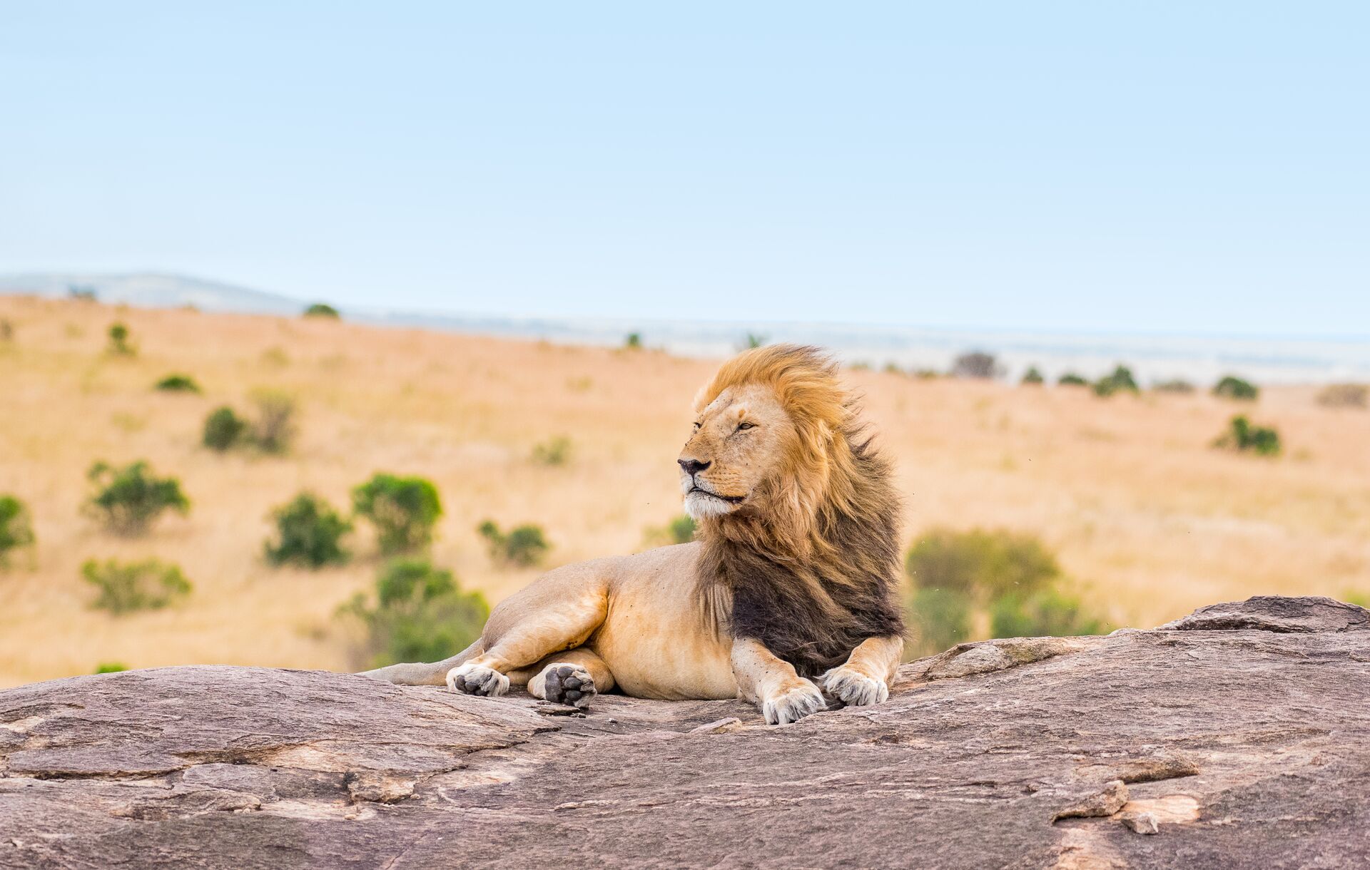 Lion enjoying the breeze in Kruger National Park, South Africa