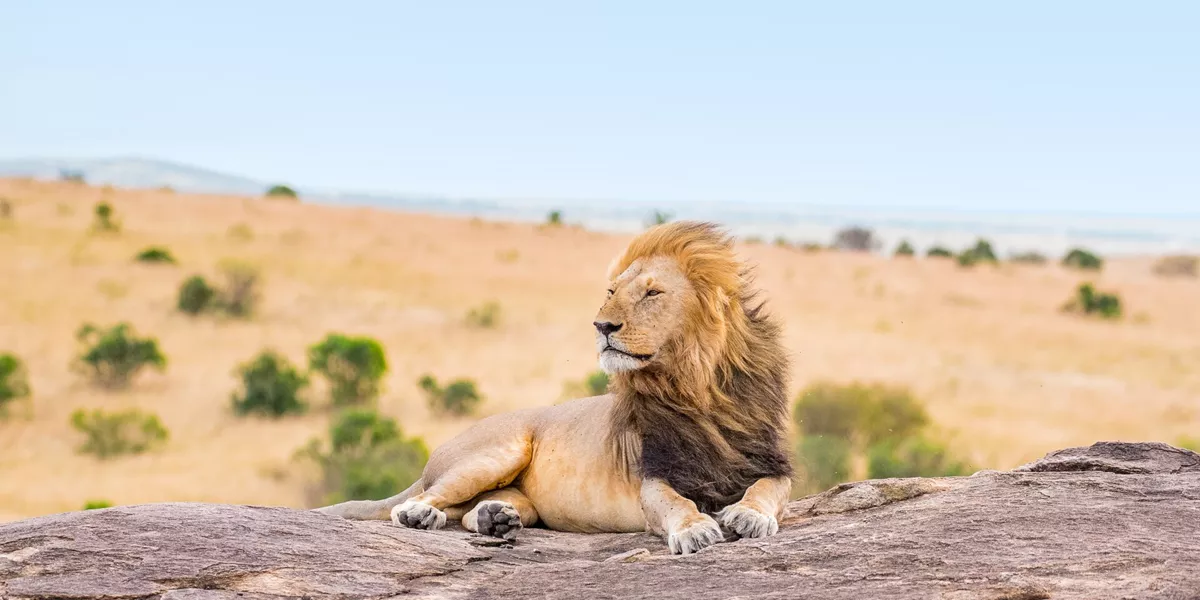 Lion enjoying the breeze in Kruger National Park, South Africa
