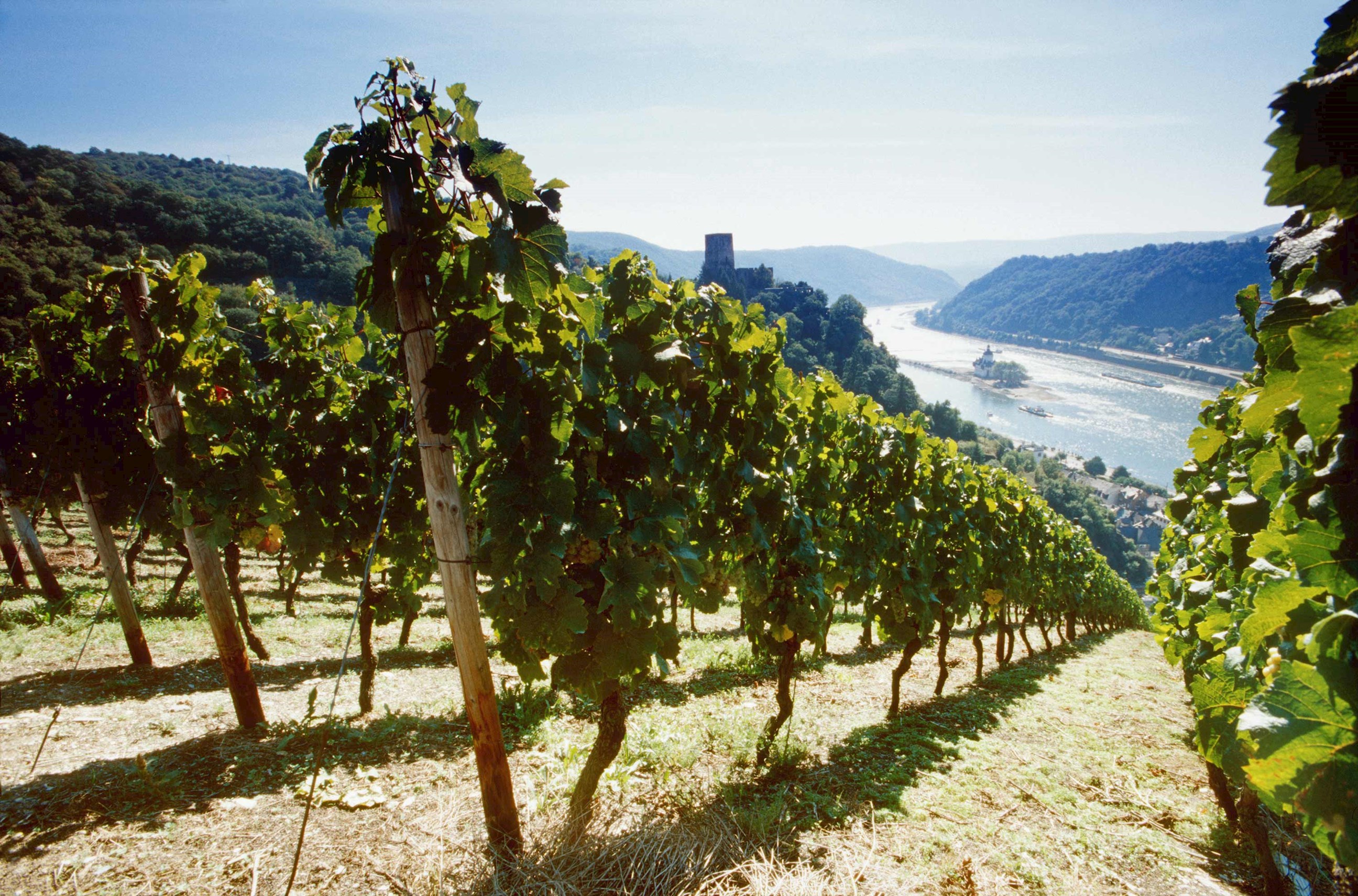 vineyard-rhine-valley-germany.jpg