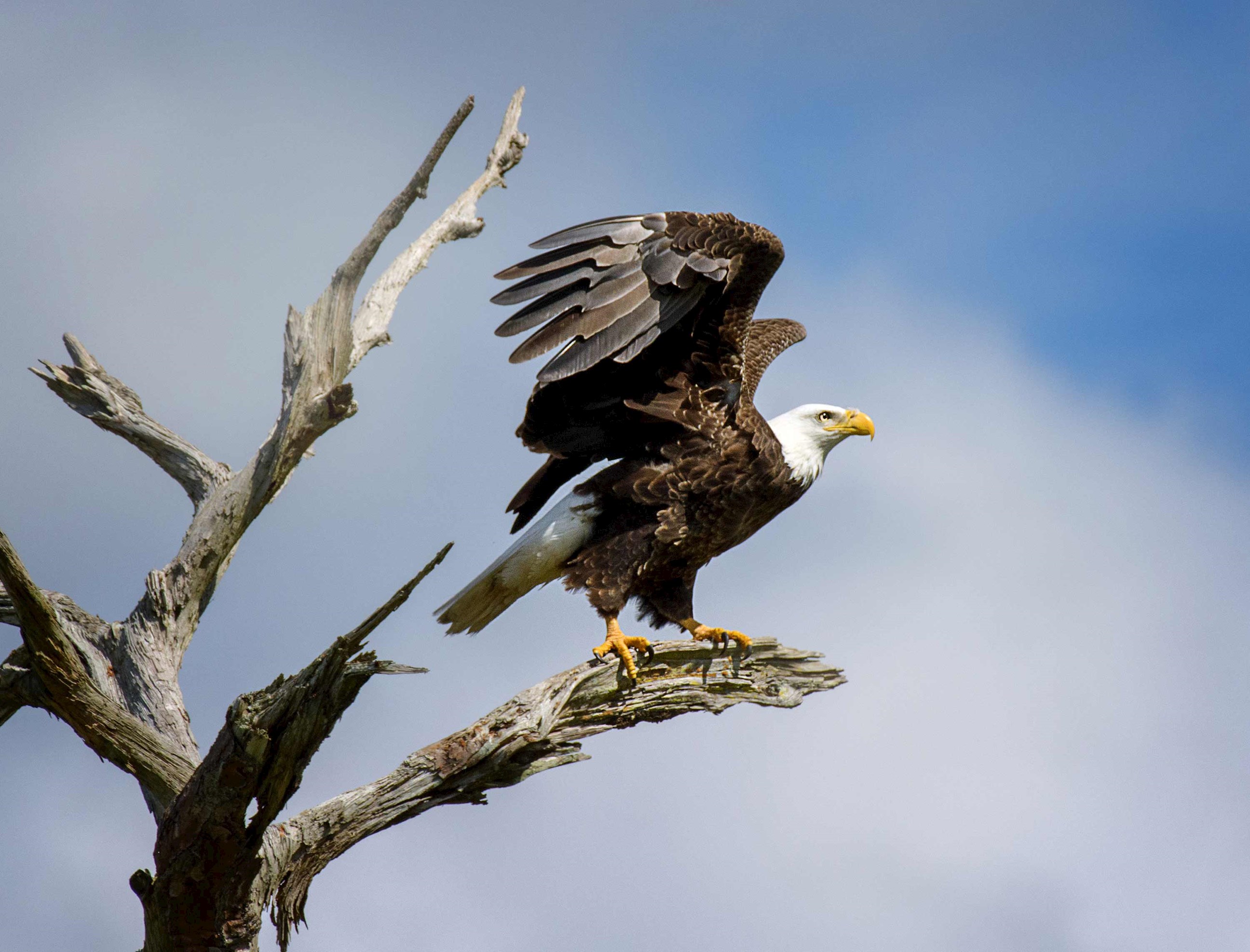 bald-eagle-zion-national-park-usa.jpg