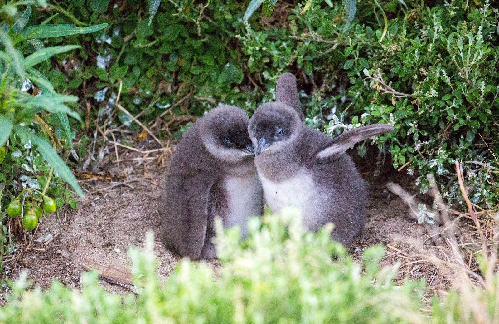 Little penguins in nest on Phillip Island near Melbourne, Australia