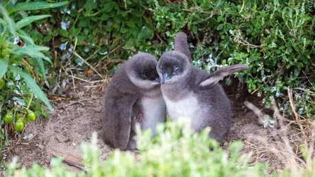 Little penguins in nest on Phillip Island near Melbourne, Australia