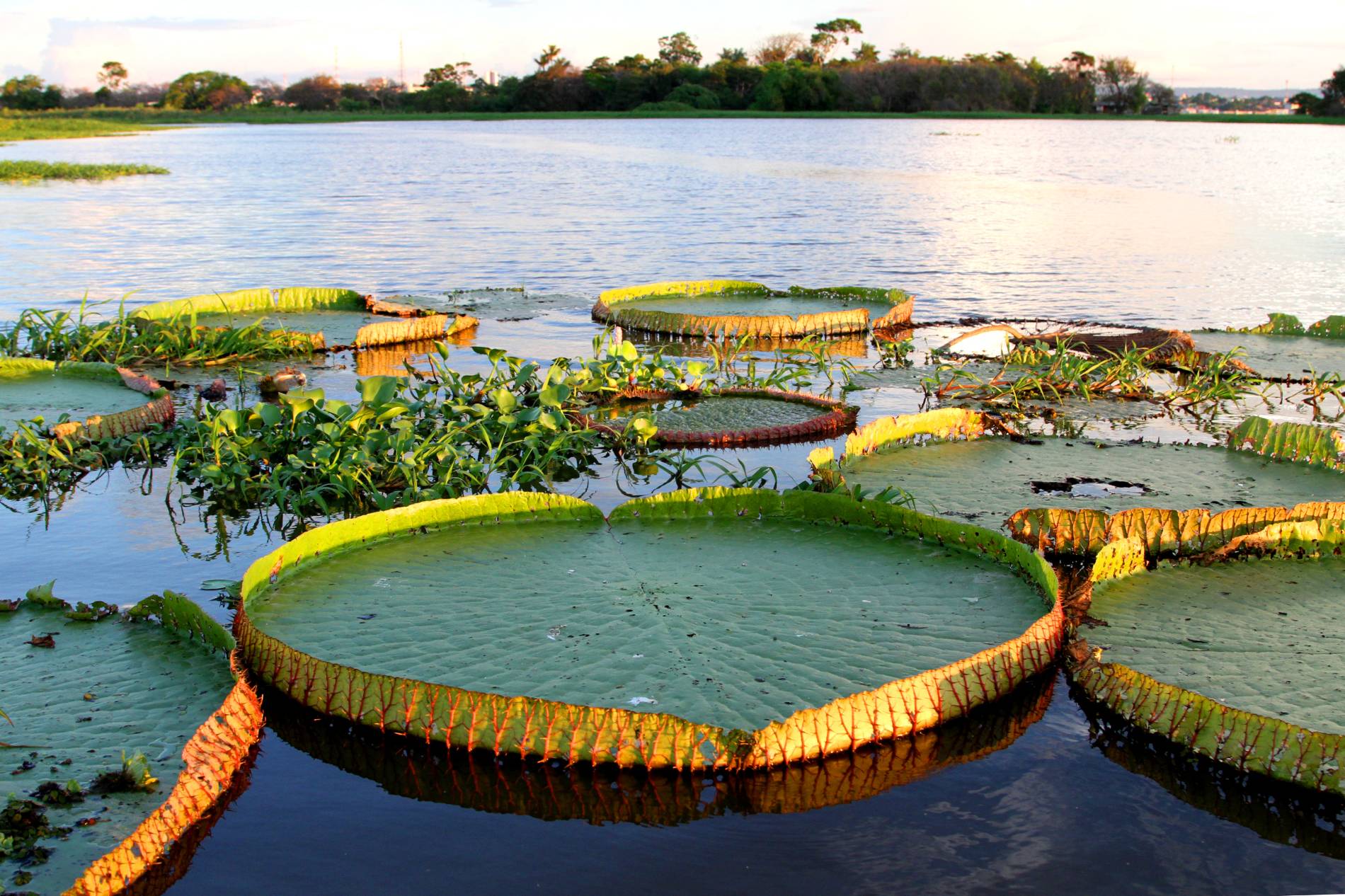 Victoria Regia Lake in Tapajos River
