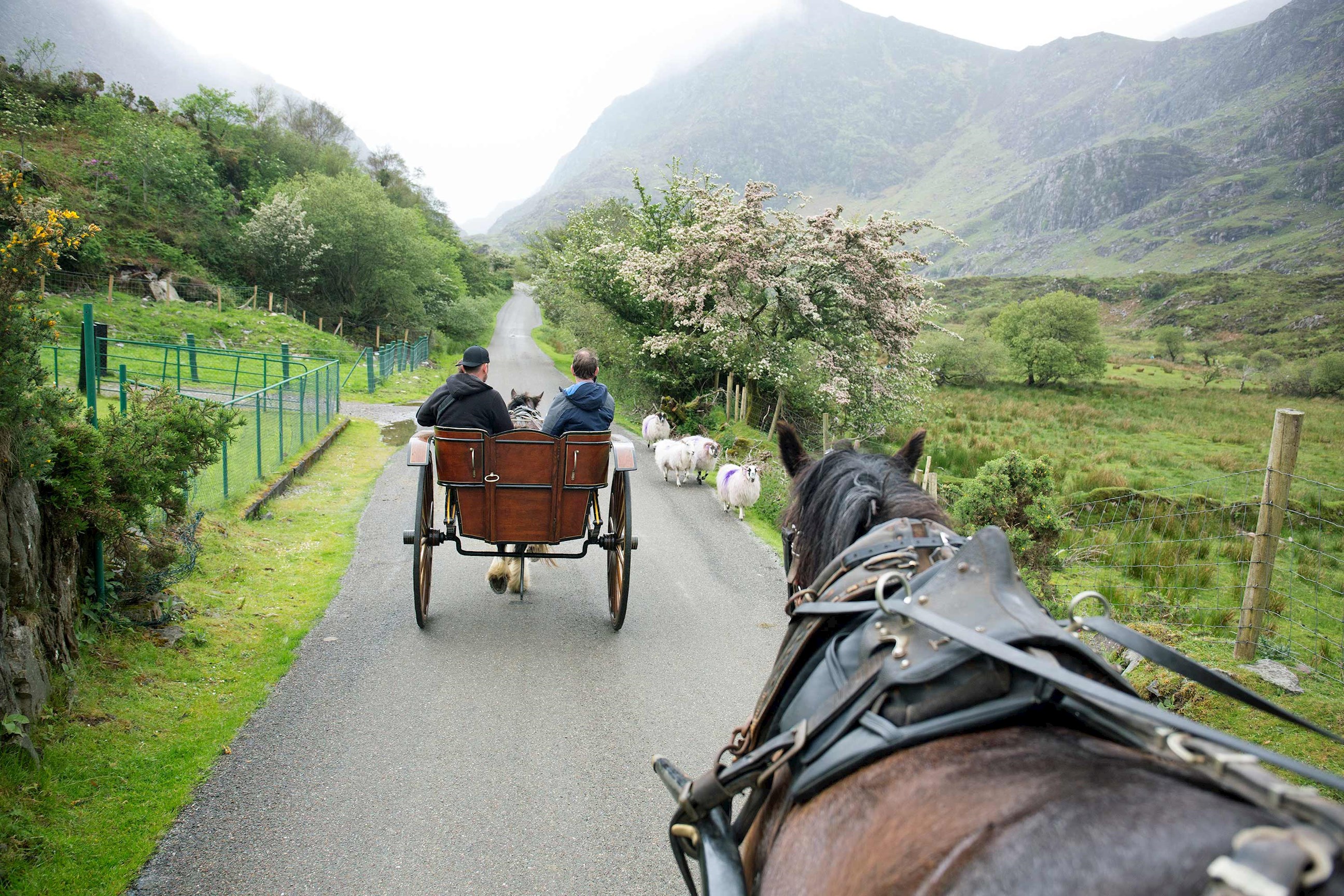 horse-and-cart-ring-of-kerry-ireland.jpg