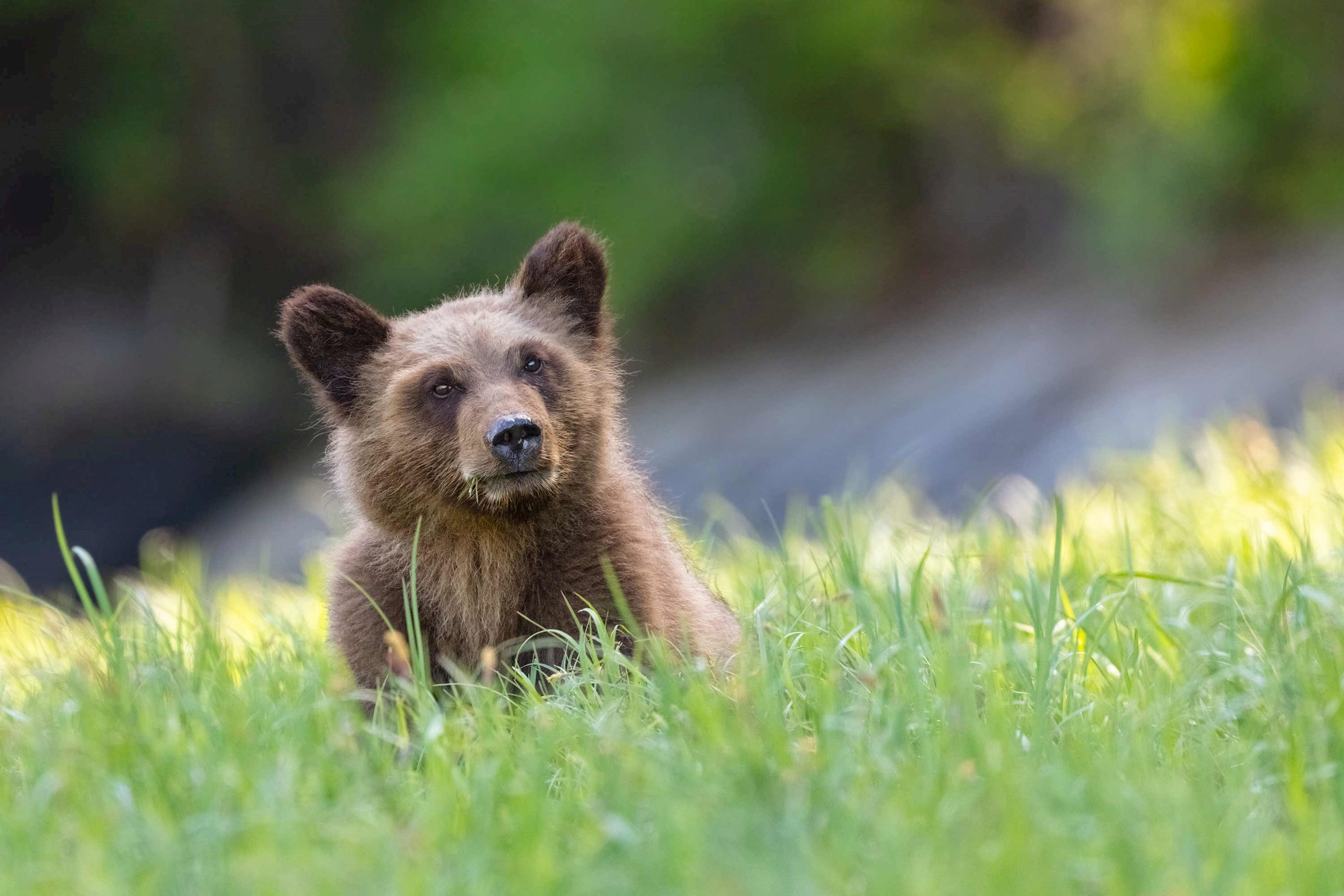 bear-cub-lake-louise-canada.jpg