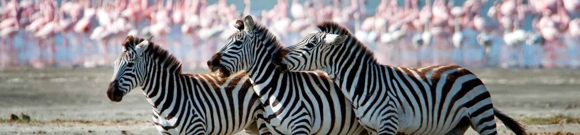 A herd of zebras running in front of flamingos