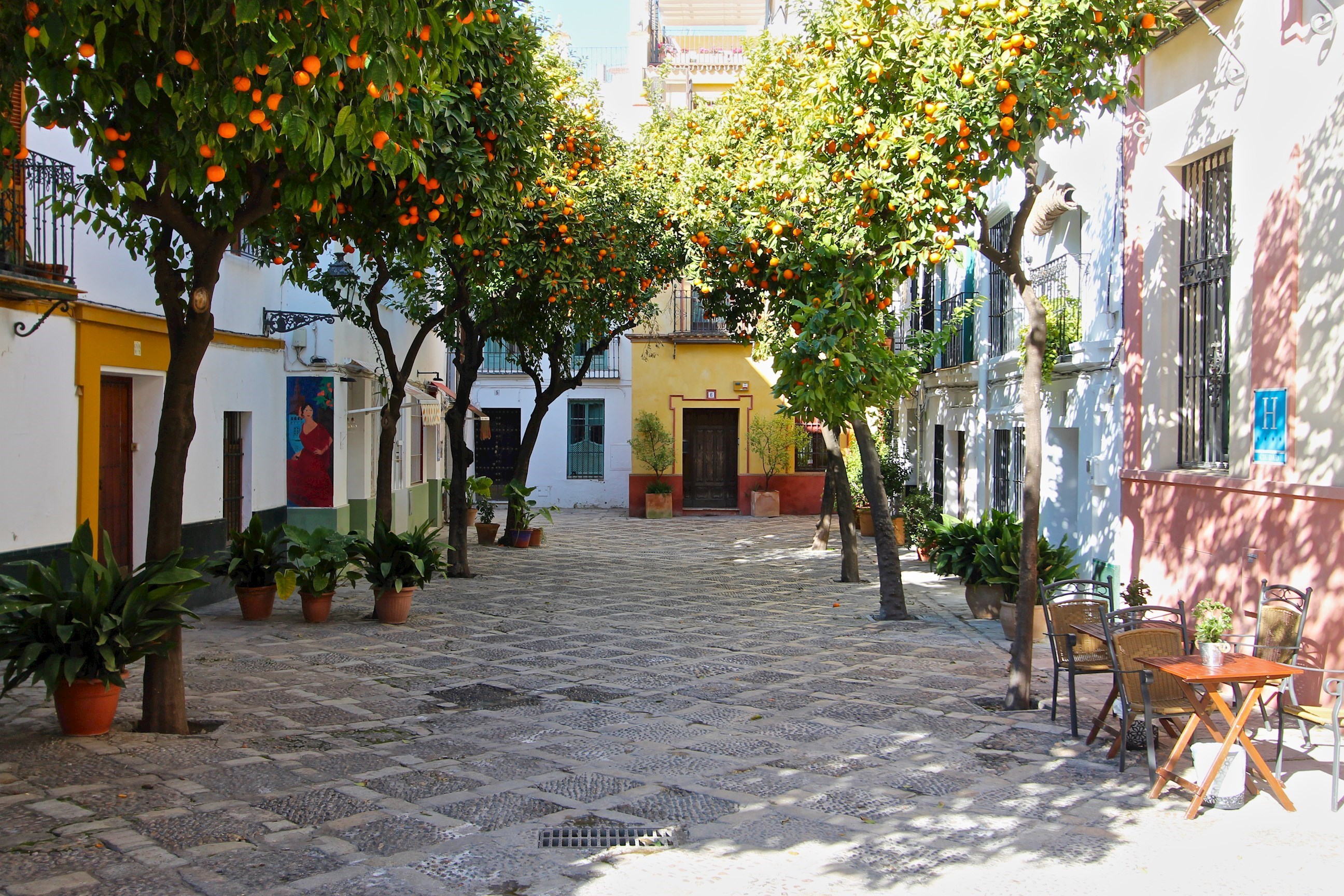 04_tree-line-road-seville-spain.jpg