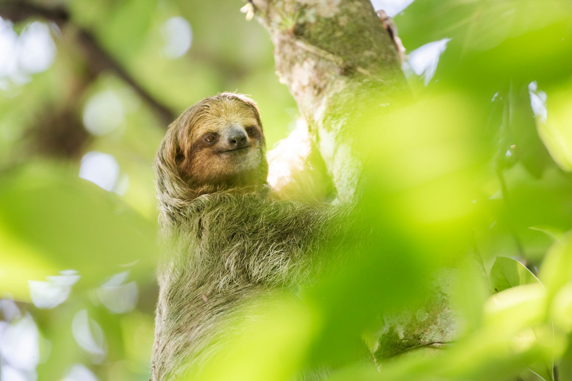 Sloth in a tree in Tortuguero National Park, Costa Rica, Central America