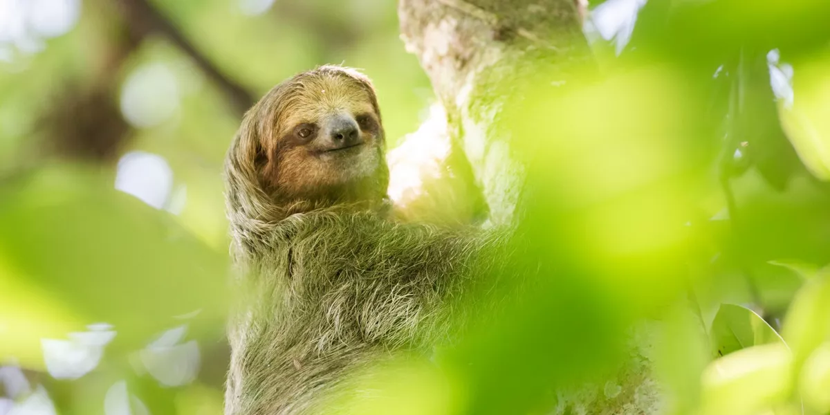 Sloth in a tree in Tortuguero National Park, Costa Rica, Central America