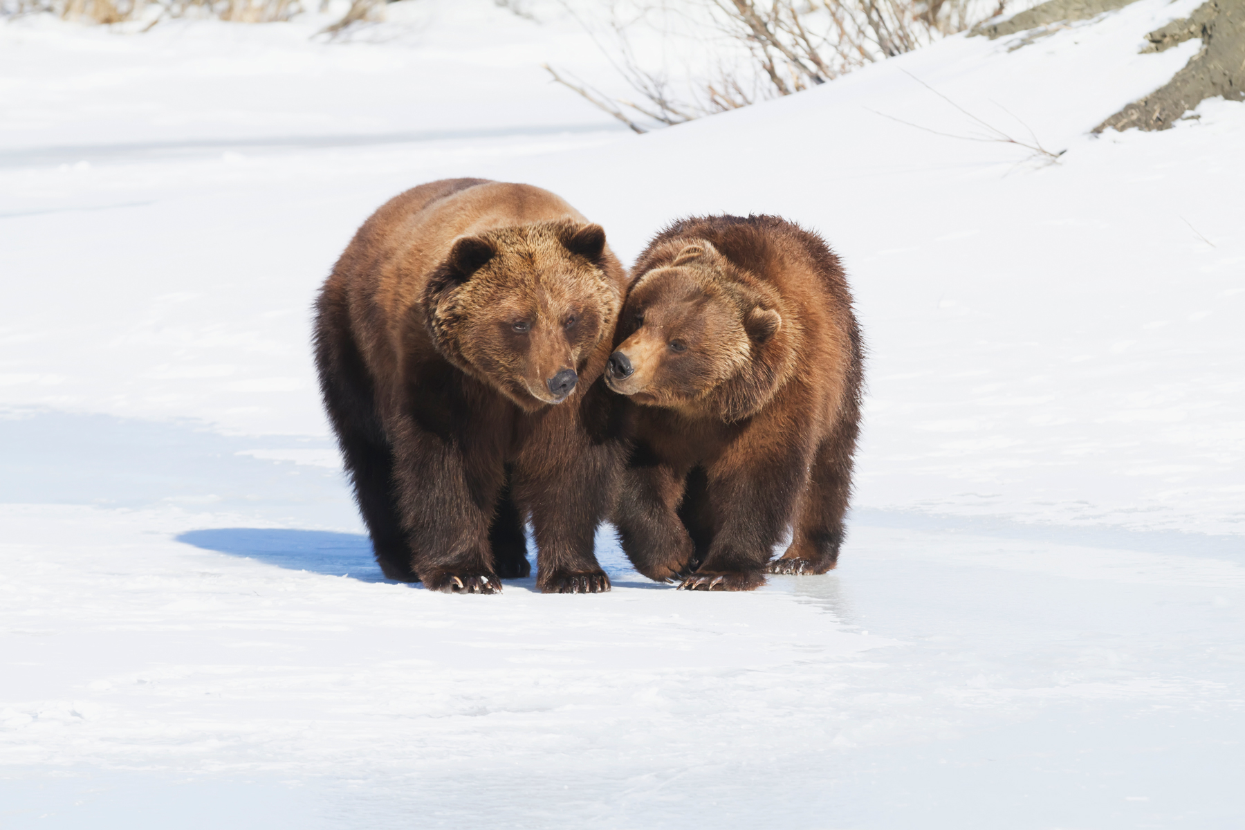 experience-alaska-wildlife-center-anchorage-alaska-usa.jpg