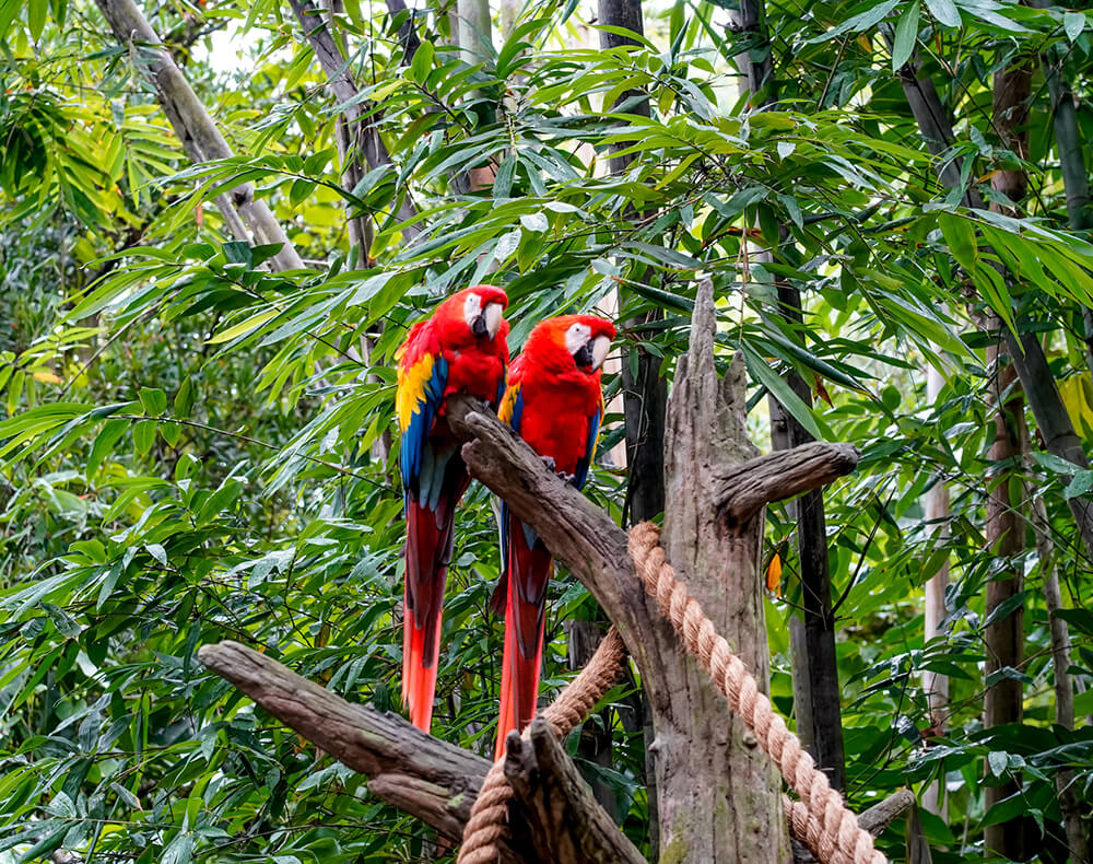 Parrots In Costa Rica