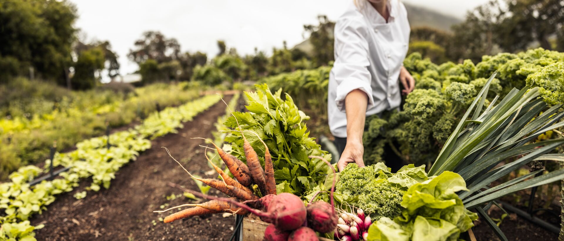Chef harvesting fresh vegetables on a farm