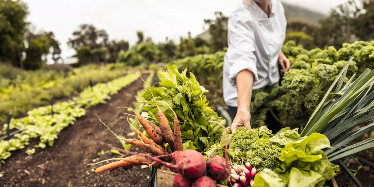 Chef harvesting fresh vegetables on a farm
