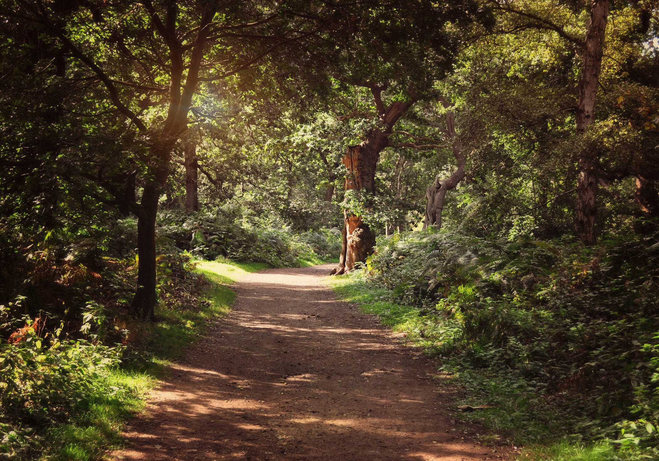 sherwood-forest-nottinghamshire-england.jpg