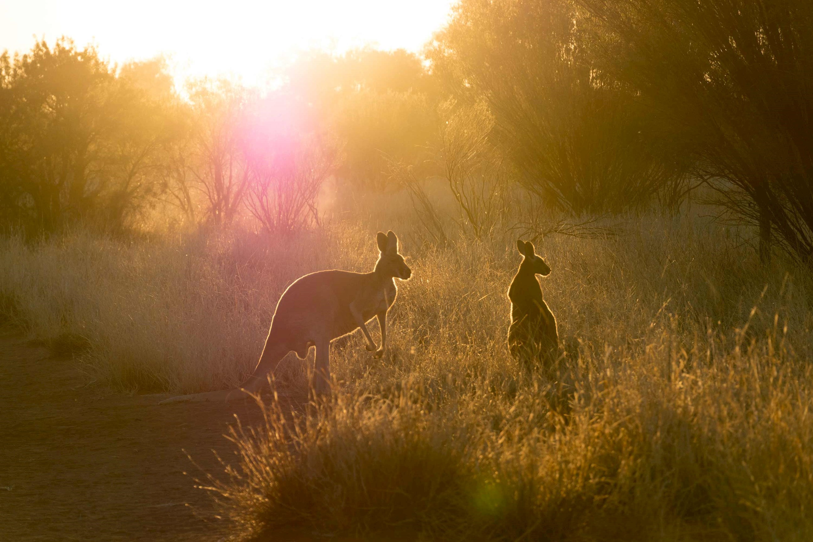 kangaroos-alice-springs-australia.jpg