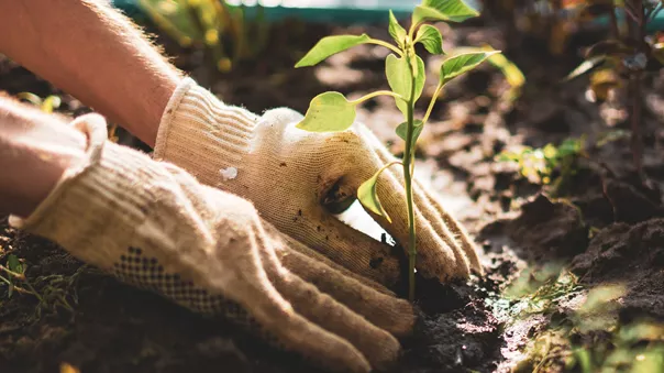 Farmers hands on plant